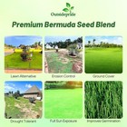 Outsidepride Oasis Bermuda Grass Seed - 5 Lbs Warm Season  High Traffic  Heat Re