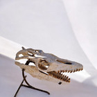 Huge 70  Off Clearance  Authentic Baby Mosasaur Skull Fossil     25cm