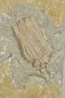 Crinoids  Bryozoan  Dizygocrinus  Lepidocidaris  Archimedes Worthei  Illinois