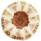 1 Beautiful Alfonso   Gator Sea Urchin 2 - 3   small  Coastal Arts Crafts Decor