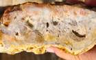Lattice Agate Rough Rock Searchlight Nevada 6 x5 6 x2 5  5 4 Pounds See Video