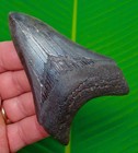 3 89    Megalodon Shark Tooth Real Fossil Sharks Teeth  No Restorations