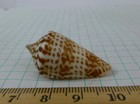 Conus Jickelii  38mm F   India