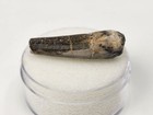 Suchomimus 1 17  Theropod Dinosaur Tooth Fossil - Elrhaz Fm  - T  n  r    Niger