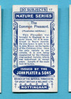 1908 John Player   Sons Nature Series Tobacco Card  17 The Common Pheasant