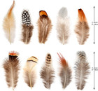 200pcs 10 Style Natural Feathers Assorted Mixed Feathers For Dream