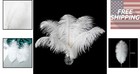 Natural White Ostrich Feathers 10-12in - 24pcs For Elegant Crafts   Celebrations