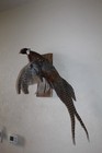 Flying Chinese Ringneck Pheasant Hen Rooster Taxidermy Log Cabin Decor Mount