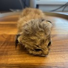 Taxidermy - Naturally Mummified Baby Bobcat W  Brown Fur Claws Bones