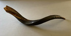 Polished Kudu Horn Shofar 21  -25  