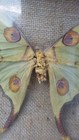 Giant Comet Moth Butterfly Taxidermy Framed Argema Mittrei Madagascar