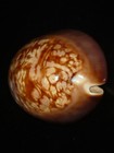 530 Cypraea Mauritiana 81 7mm Top Grading Important Natural Seashell Rare Beauty