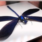 Calopteryx Virgo  Demoiselle Damselfly 51mm 2 01  Dragonfly Insect  J109