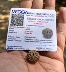 Lab Certified 8 Mukhi Rudraksha  8 Face Rudraksham 1 Piece  Small Size