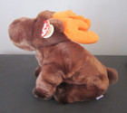 New  Nwt  1999 Ty Beanie Buddies Collection 12  Chocolate The Moose Plush Animal