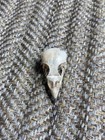 House Sparrow Bird Skull Taxidermy Witchcraft Magic Talisman Spiritual Energy