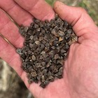 Buckwheat Seeds For Planting  Fast Growing Organic Bulk Cover Crop Seed Packet