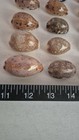 Cowrie Shells Lot Of  25 