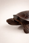 Seri-style Ironwood Sea Turtle Carving Polished Wood Folk Art Figure