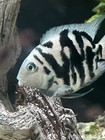 Juvenile Polar Blue Parrot Cichlid 1 2-1    Unsexed Very Nice Fish