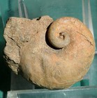 Platyceras Gastropod Fossil - Bolivia Devonian Gastropod
