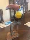 Channel-billed Toucan   ramphastos Vitellinus   Taxidermy Mount