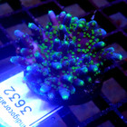 Blue   Green Acropora Coral Frag Wysiwyg - Indigo Corals - Ic 3632 - Sps