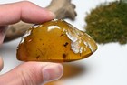 Large Fly In 16g Piece Of Amber - Fossil Insect Inclusion In Burmese Amber