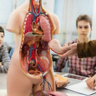 Medical Anatomical Human Body Model Anatomy Internal Organ Teaching Mold Yhu87