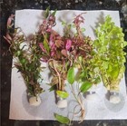 Color Combo Pack  Six Live Freshwater Aquarium Plant Bunches  Bulbs  Red Aquatic