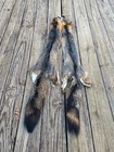 One - Beautiful Xlg  Grey Fox Soft Tanned Fur skin hide hunting Cabin Taxidermy