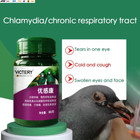 Pigeon Chlamydia Chronic Respiratory Fever Bird Parrot Pigeon Medicine 60 Tablet