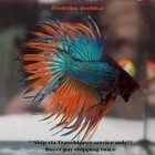 Live Betta Fish Crowntail Green  Orange Tail Male From Th 18am1