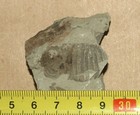 Cephalothorax Of Silurian Sea Scorpion -eurypterus Tetragonophthalmus