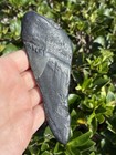 Natural Beautiful 4 81    Megalodon Tooth Fossil Shark Teeth