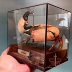 Crab Specimen Real Menippe Rumphii  Museum-quality  Collection Gift