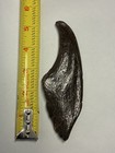 Ice Age Fossil Claw Sloth 