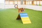 Better Sporting Dogs Agility A-frame