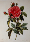 P J Redout   Provins Royal Rose Botanical Flower Art Book Plate Illustration 92