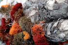  25122  Reindeer Moss Preserved  Red  2oz