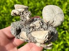 Double Florida Fossil Crabs In Matrix Ranilia Pliocene Crustacean With Echinoid