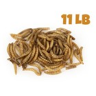 Mbtp Bulk Dried Mealworms - Treats For Chickens   Wild Birds  11 Lbs 