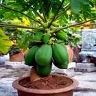 20  dwarf Solo Waimanalo   carica Papaya  Fruit Tree Seeds Fast Houseplant 