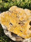 Jasper Agate Halved Raw Rough Cut 1 Lb 4 2 Oz