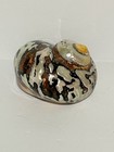 South African Turban Seashell Turbo Sarmaticus Decorative Snail Shell 3 5-4  Usa