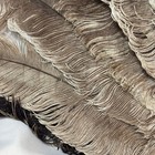 Antique Gray Ostrich Feather Fan Burlesque Dancer Performer 15 Plumed Staves
