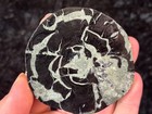 Rare Petrified Wood Xylolarimar Pectolite Wood Cast Dominican Republic 3 25   x3   