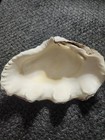 Clam Shell Tridacna   Large