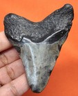 Megalodon Shark Tooth - Real Fossil - 2 87 Inches  Shark Teeth - No Restorations