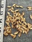  lot Of 100 Brass Findings 5 8 Inch Gold Leaves crafting Jewelry Making 